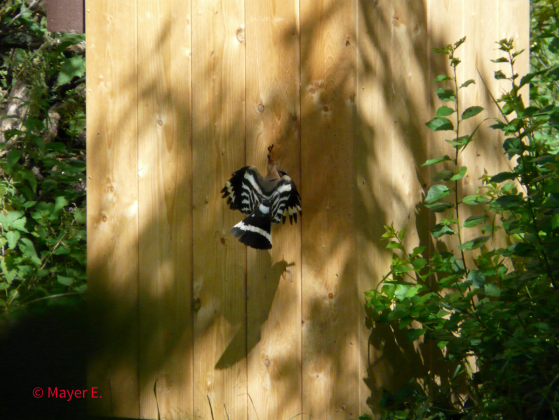 20140609_Bild 7_HP
