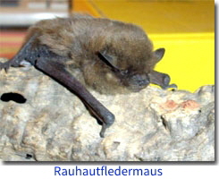Rauhautfledermaus
