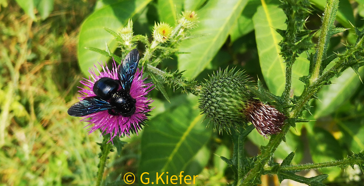 Grosse Blaue Holzbiene