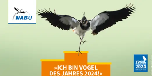 Vogel des Jahres 2024 Der Kiebitz